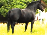 گھوڑی, Percheron — تصویر 1