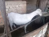 Dişi keçi, Russian White goat — foto 3