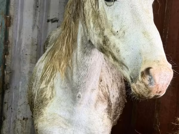 Cavalla, Kyrgyz Horse