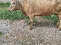 母牛, Cattle — 照片 4