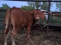 Stier, Limousin koe — foto 2