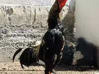 Chickens — عکس 1