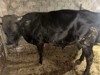 Tyre, Aberdeen-Angus — foto 1