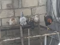 Chickens — عکس 1