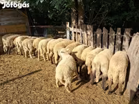 گوسفند (گروه، جنسیت مشخص نشده), گوسفند — عکس 2