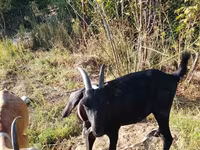Kambing betina, Nubian Goat — foto 1