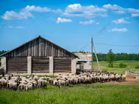 Bélier, Romanov sheep — photo 1