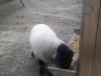 Widder, White Suffolk sheep — Foto 4