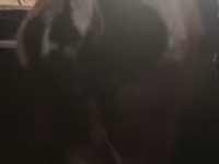 گاو نر, Russian Black pied cattle — عکس 5