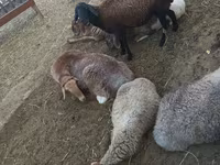 بھیڑ, بھیڑیں — تصویر 3