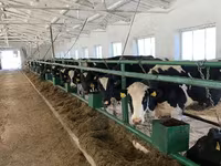 Mucca, Razza Holstein — foto 6