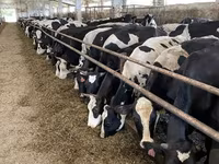 Ko, Yaroslavl cattle — foto 1
