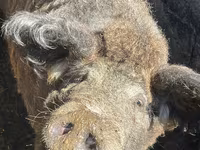 Vind porc mangaliță — photo 3