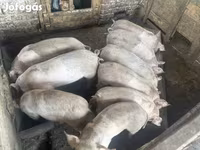 Schweine (Partie, Geschlecht nicht angegeben), Schweine — Foto 3