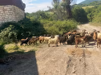 Caprone, Capre — foto 1