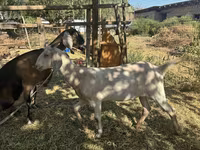بز ماده, Nubian Goat — عکس 6