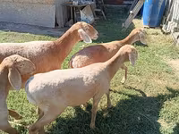 Овца, Arashan sheep — снимка 1