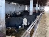 Koe, Holsteinras — foto 3