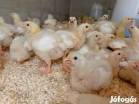 Chickens — foto 2