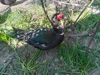 Ducks — zdjęcie 4