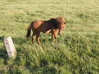 Kuda jantan, Horses — foto 3