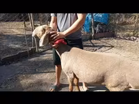 Ovce, Arashan sheep — foto 2