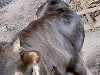 Toro, Bovini — foto 2