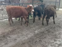 Býk, Kazachská bílá hlava kráva — foto 2