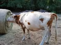 گاو ماده, Simmental cattle — عکس 3