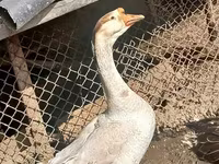 Geese — عکس 2