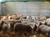 แกะตัวผู้, White Suffolk sheep — รูปภาพ 1