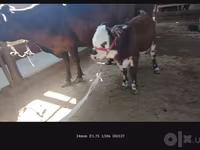 गाय, Simmental cattle — फ़ोटो 7