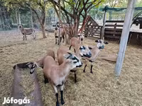 Ovca, Cameroon sheep — fotografija 3