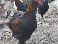 Chickens — ছবি 1