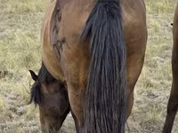 مادیان, Kazakh horse — عکس 5