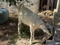 Ged, Russian White goat — foto 3