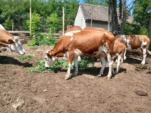Cow, Simmental cattle — Hungary