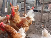 Chickens — الصورة 1
