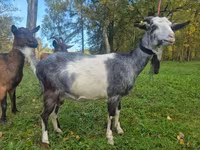 Koza, Alpine goat — foto 3