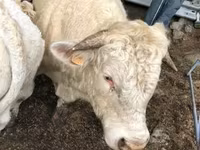 گاو ماده, Aubrac cattle — عکس 3