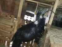 Goat, Alpine goat — photo 3