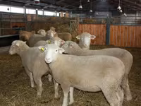 Berbec, Dorset horn sheep — foto 2
