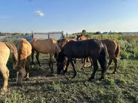 Konji (partija, pol nije naveden), Horse breed — fotografija 6