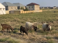 Koza, Kozy — foto 5