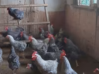 Chickens — عکس 5