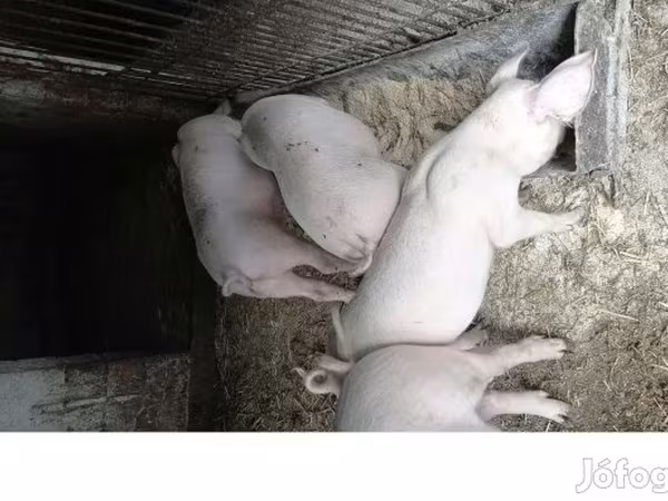 سؤر, Крупная белая