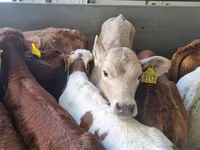 Byk, Simmental cattle — zdjęcie 2