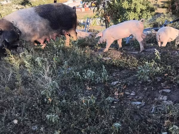 Boar, Pigs — Moldova