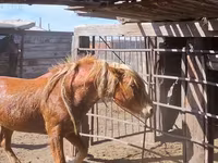 ፈረስ, Horses — ፎቶ 3