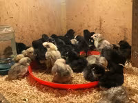 Chickens — Foto 2